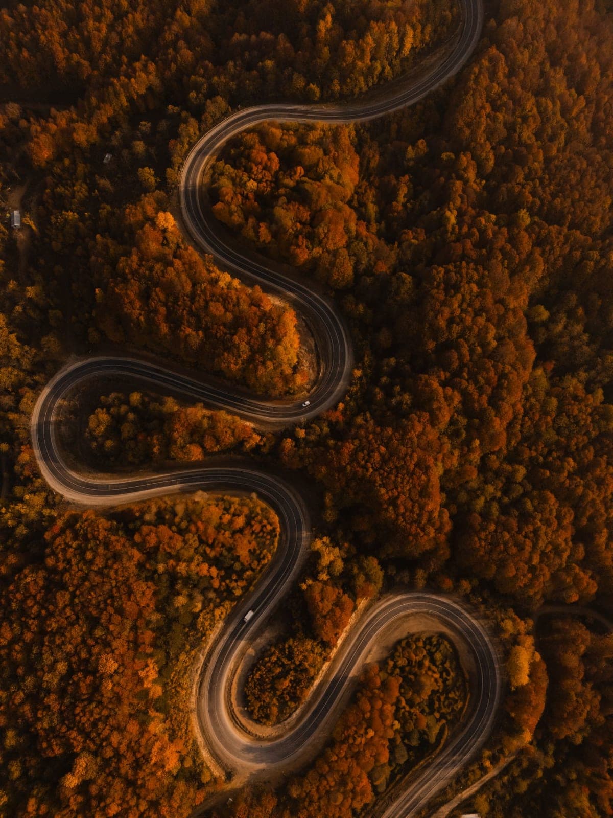 Winding road through maple forest in peak fall colour with a lake beyond